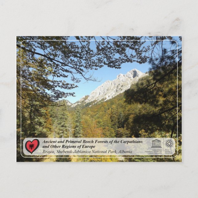 Postal Bosques de hayas antiguos y primarios - Rrajca (Anverso)