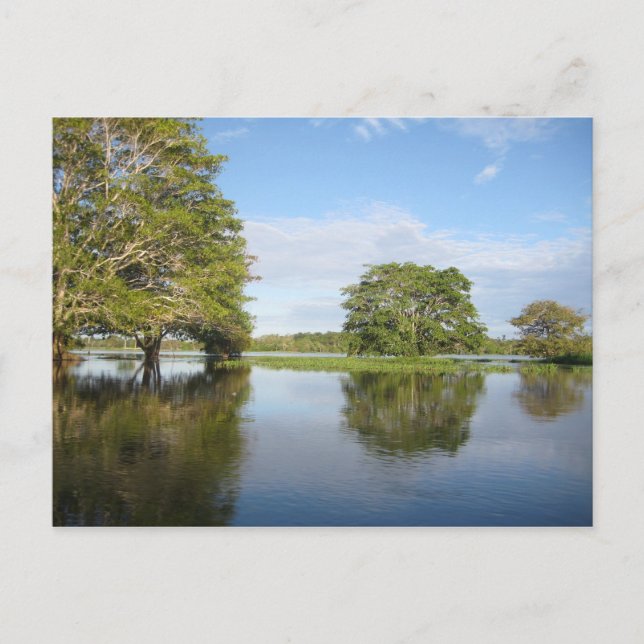 POSTAL BOSQUES DE LLUVIA EN AMAZONAS. (Anverso)