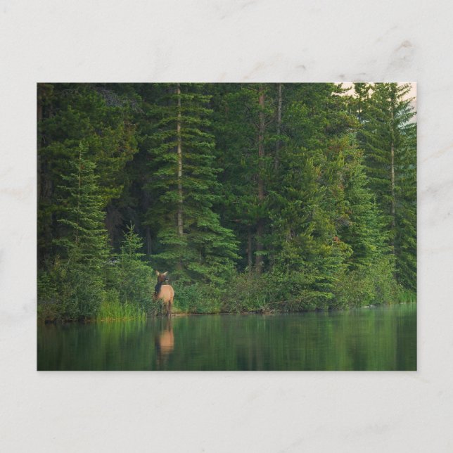 Postal Bosques | Elk en el Parque Nacional Banff Alberta (Anverso)