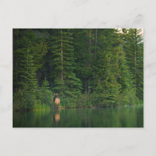 Postal Bosques   Elk en el Parque Nacional Banff Alberta