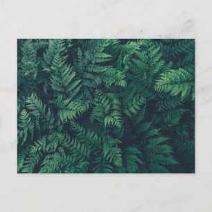 Postal Bosques   Helechos de bosque