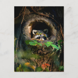 Postal Bosques   Raccoon Peeking