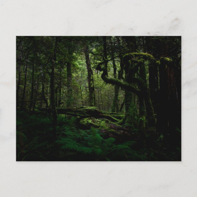 Postal Bosques | Routeburn Track Parque Nacional de Fiord (Anverso)