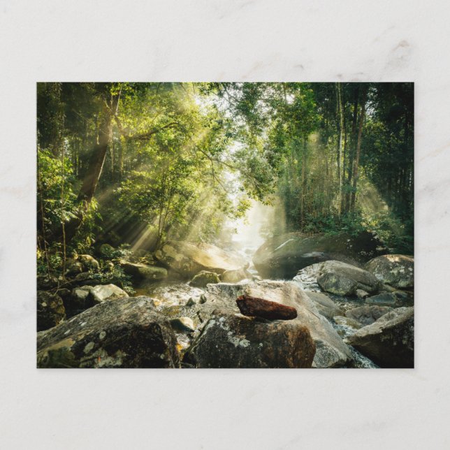 Postal Bosques | Selva tropical de selva (Anverso)