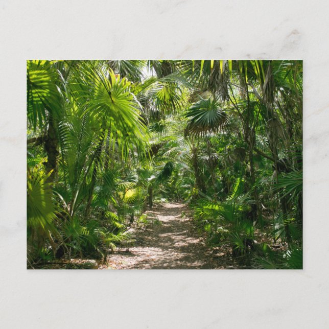 Postal Bosques | Tropical Rainforest Tulum Mexico (Anverso)