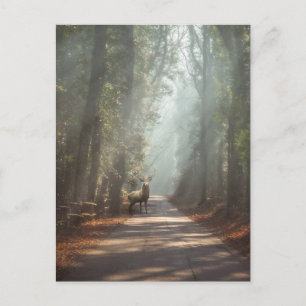 Postal Bosques Woodland Stag