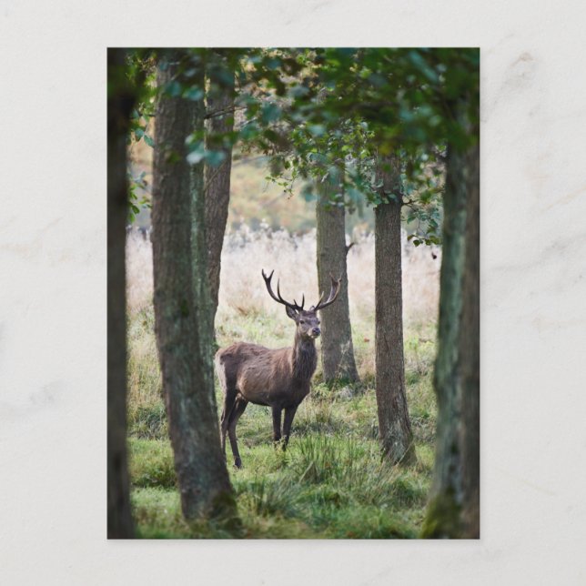 Postal Bosques | Woodlands & Red Deer (Anverso)