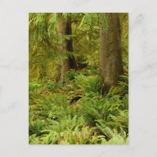 Postal Bosques y fermentos exuberantes   Parque Estatal E