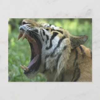 Postal bostezo de tigre
