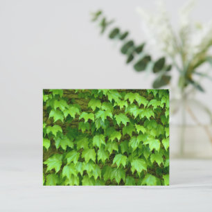 Postal Boston Ivy
