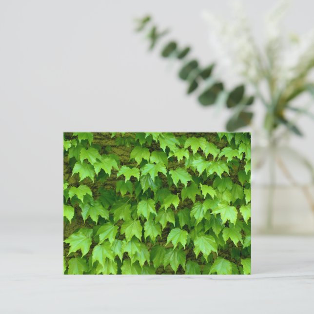 Postal Boston Ivy (Anverso de pie)