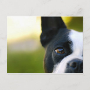 Postal Boston Terrier