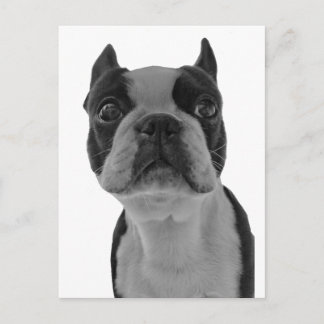 Postal Boston terrier