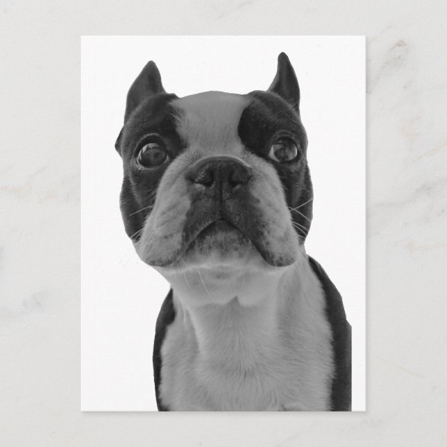 Postal Boston terrier (Anverso)