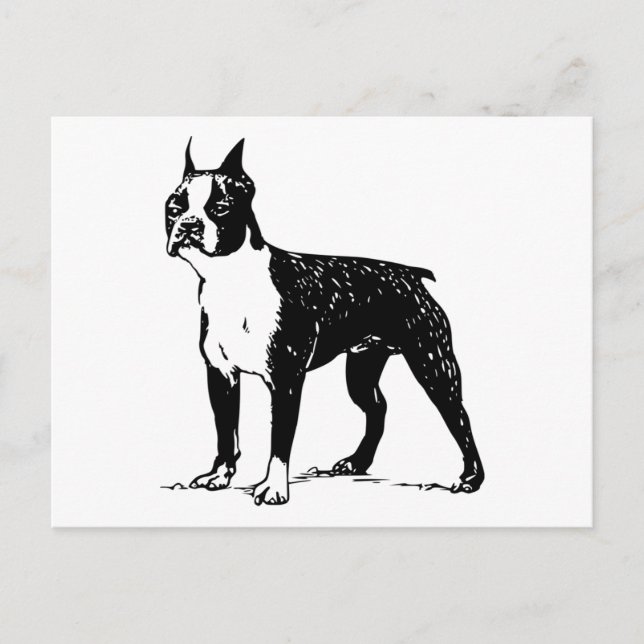 Postal boston terrier (Anverso)