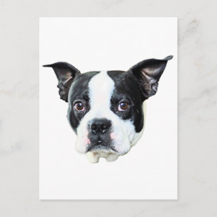 Postal Boston Terrier