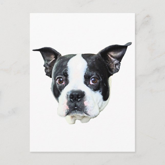 Postal Boston Terrier (Anverso)