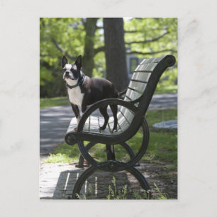 Postal Boston Terrier