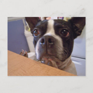 Postal boston terrier