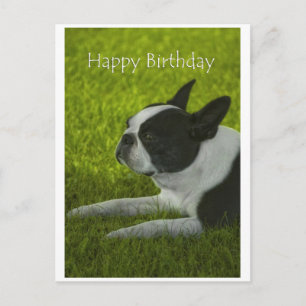 Postal Boston Terrier