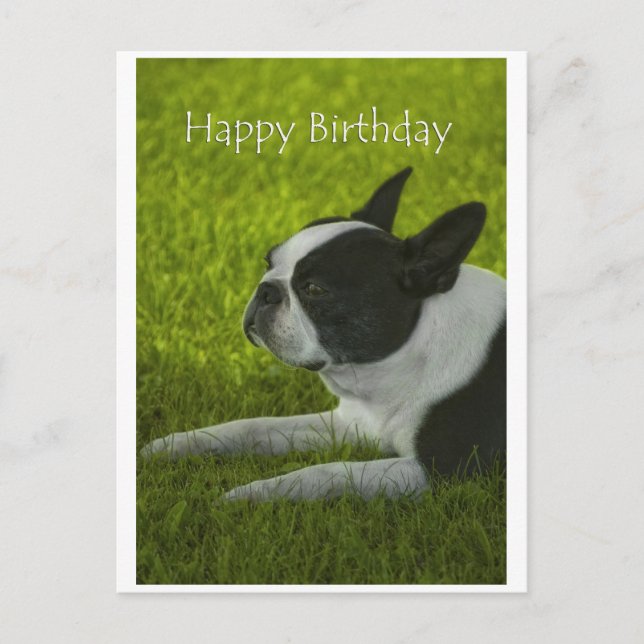 Postal Boston Terrier (Anverso)
