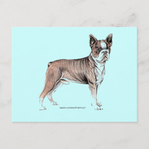 Postal Boston Terrier