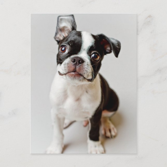 Postal Boston Terrier (Anverso)