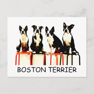 POSTAL BOSTON TERRIER