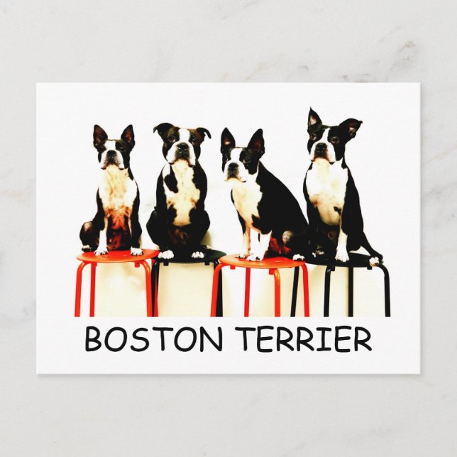POSTAL BOSTON TERRIER (Anverso)