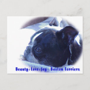 Postal Boston Terrier:  Belleza, amor, alegría