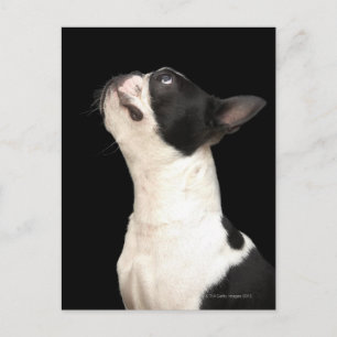 Postal Boston Terrier blanco y negro mirando