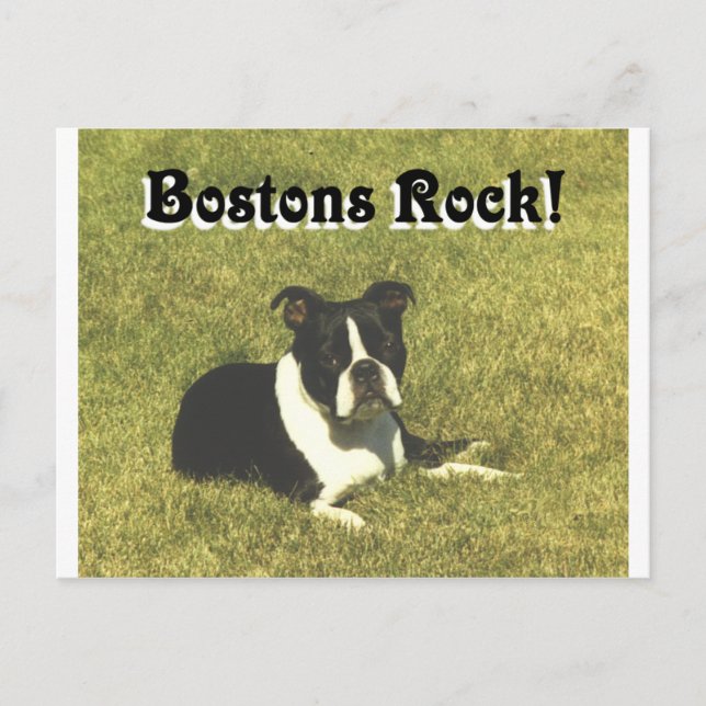 Postal Boston Terrier: Bostons Rock (Anverso)
