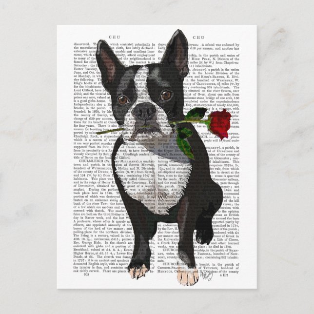 Postal Boston Terrier con Rosa en boca (Anverso)
