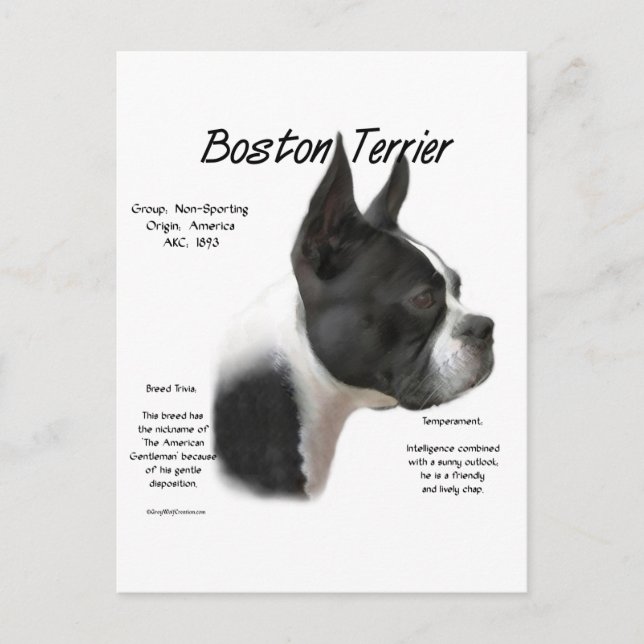 Postal Boston Terrier Conoce a la Raza (Anverso)