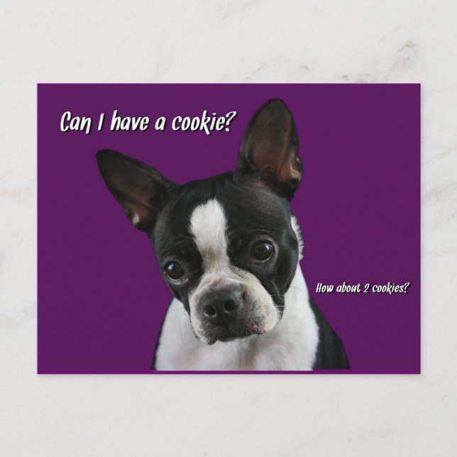 Postal Boston Terrier: ¿Cookie, por favor? (Anverso)
