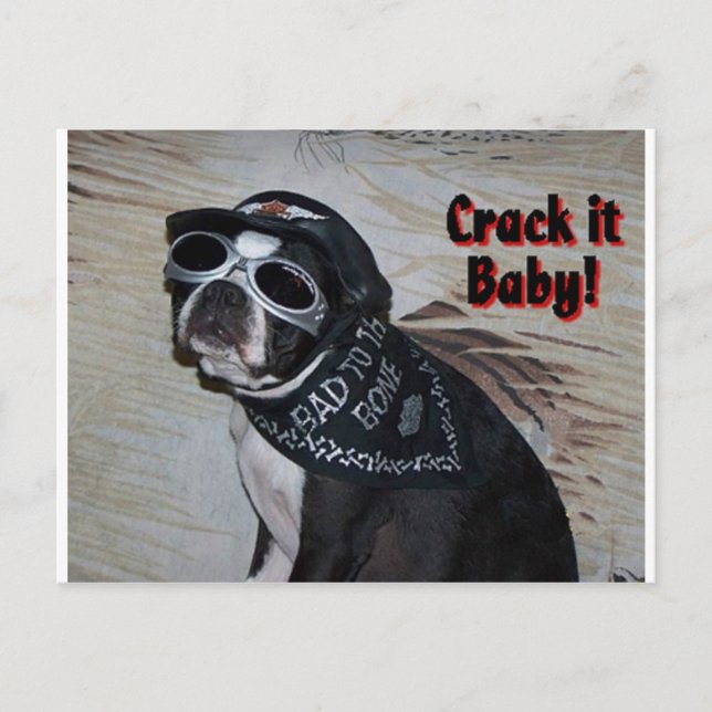 Postal Boston Terrier: ¡Crack, bebé! (Anverso)