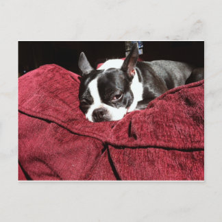 Postal Boston Terrier Holly