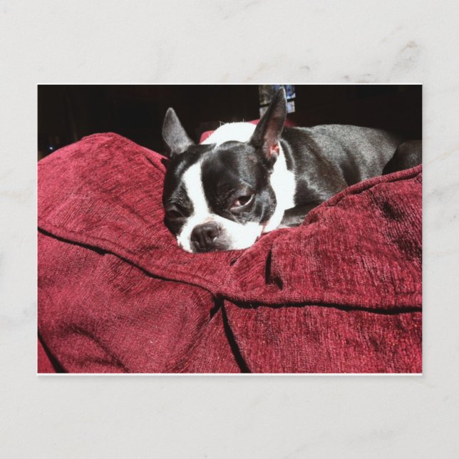 Postal Boston Terrier Holly (Anverso)