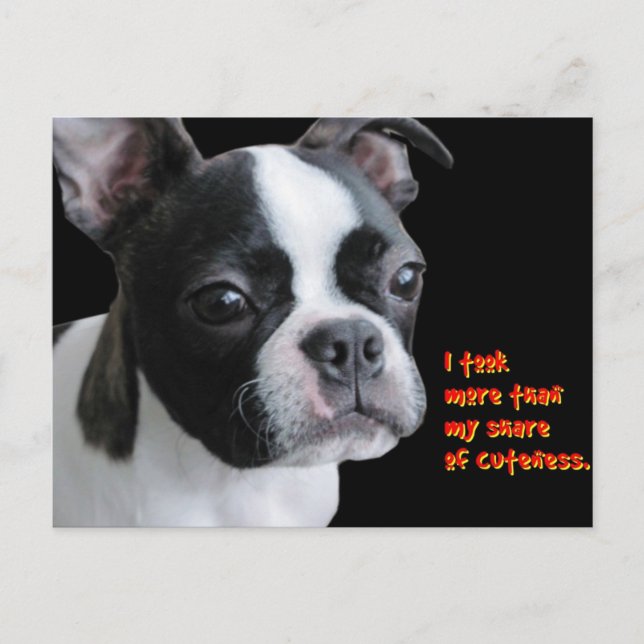 Postal Boston Terrier: Más que mi cuota de amabilidad (Anverso)