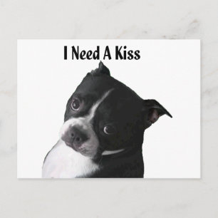 Postal Boston Terrier: Necesito un beso