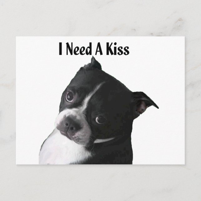 Postal Boston Terrier:  Necesito un beso (Anverso)