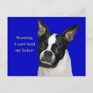 Postal Boston Terrier: No puedo aguantar a su lamista
