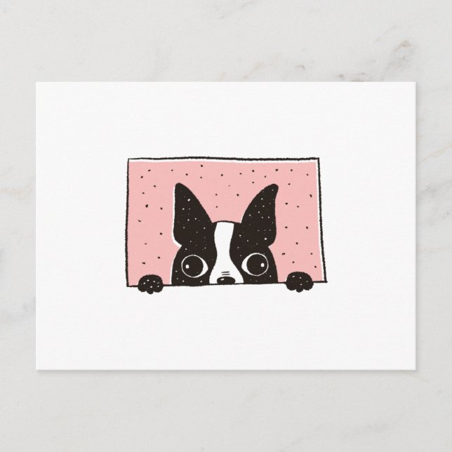 Postal Boston Terrier Peeking (Anverso)
