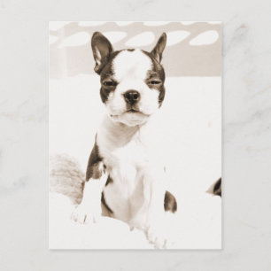 Postal Boston Terrier Puppy 2