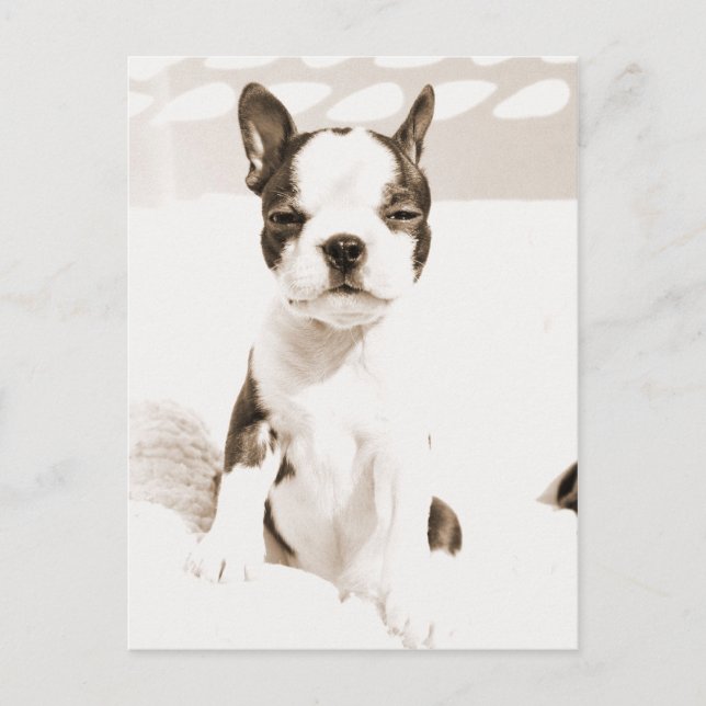 Postal Boston Terrier Puppy 2 (Anverso)
