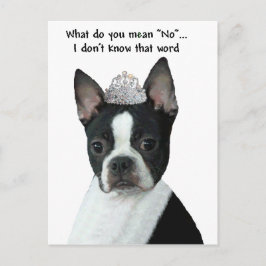 Postal Boston Terrier: ¿Qué Quieres Decir "No"?