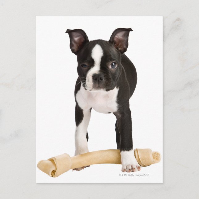Postal Boston terrier resguarda el hueso giratorio (Anverso)