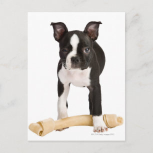 Postal Boston terrier resguarda el hueso giratorio