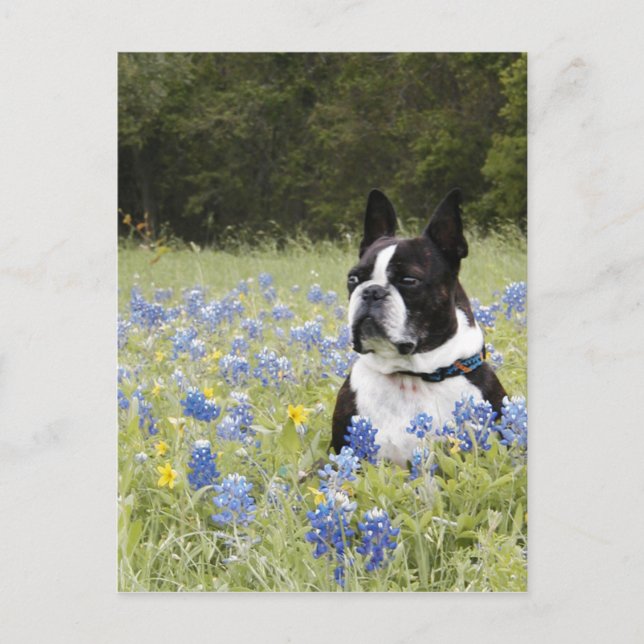 Postal Boston Terrier sentado en un campo de bonos azules (Anverso)