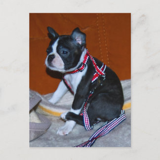 Postal Boston Terrier Welpe